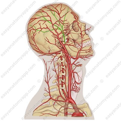 Средняя менингеальная артерия (a. meningea media)